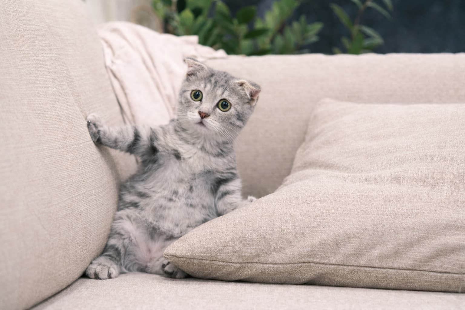 Tkaniny odporne na zadrapania